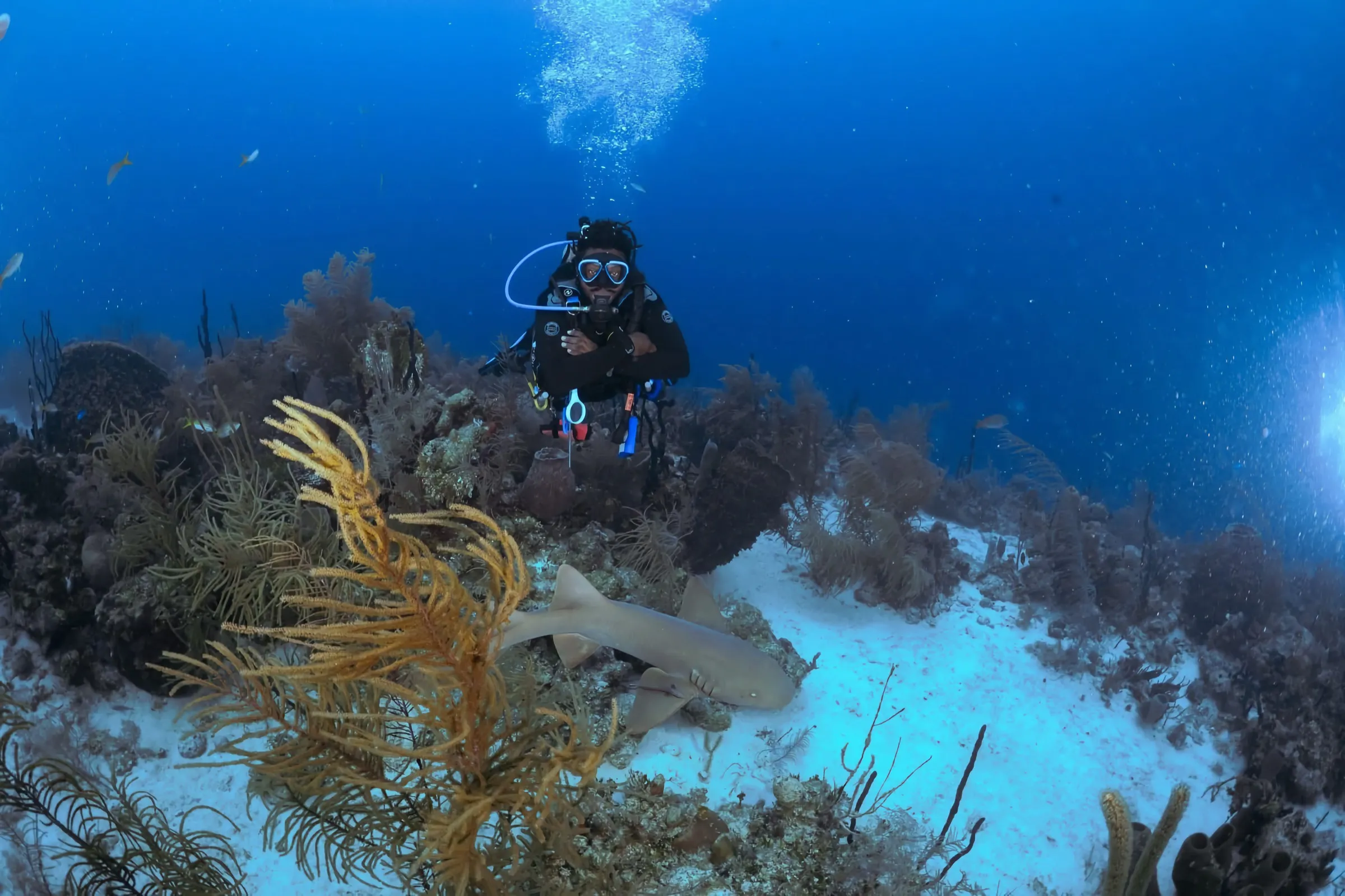 Chief above a nurse shark on a sandy reef floor
